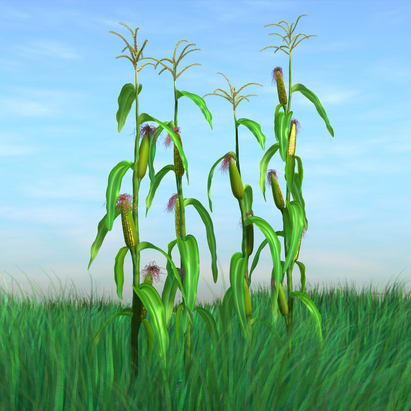 corn 3d model