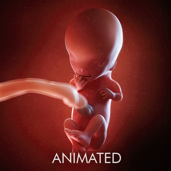 Modele 3d De Semaine Du Foetus 11 Turbosquid