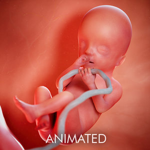 3D fetus week 20 model