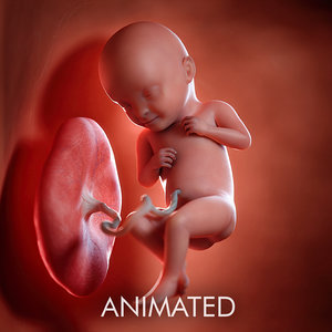 3D model fetus week 32