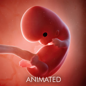3D human fetus week 8