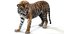 3D sumatran tiger fur colors