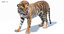 3D sumatran tiger fur colors