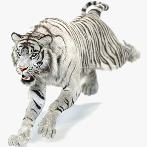 white sumatran tiger fur 3D model