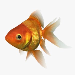 3D ryukin goldfish rigged scanline model