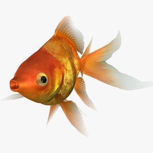 3D ryukin goldfish scanline animation model