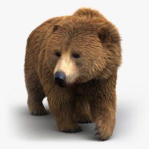 brown bear animation fur 3D