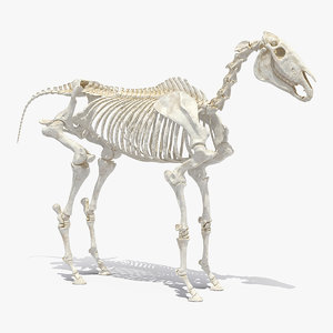 3D model horse skeleton