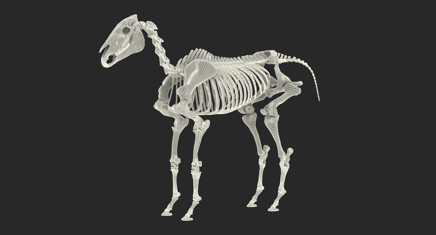 3d Model Horse Skeleton Turbosquid 1334042