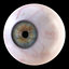 3D iris anatomy eye pupil model