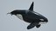 killer whale orca rigged 3D model