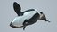 killer whale orca rigged 3D model