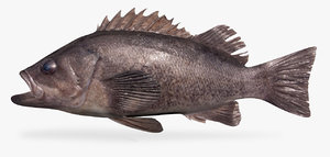 3D model black rockfish