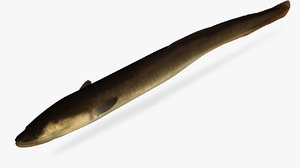 3D model anguilla rostrata american eel