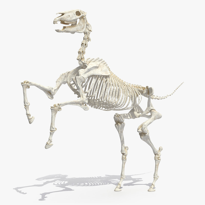 Horse Skeleton Rigged 3d Model Turbosquid 1337159