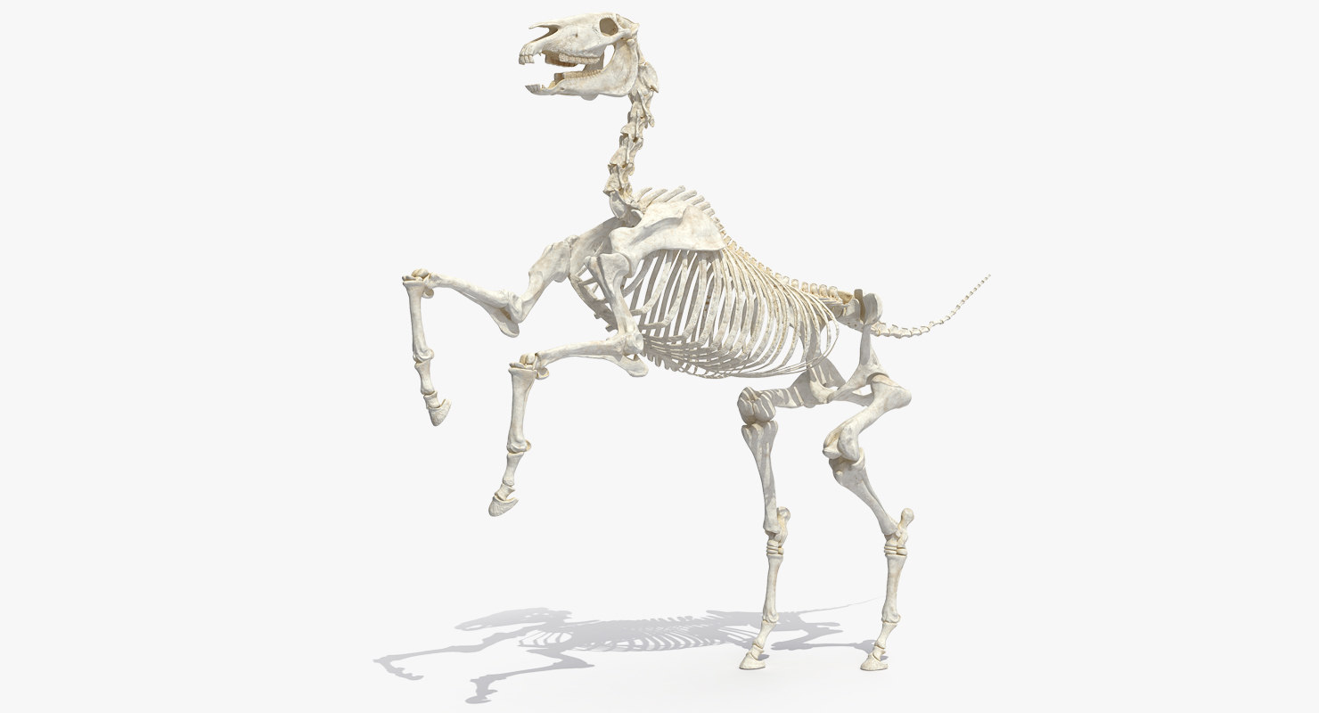Скелет долговязая лошадь