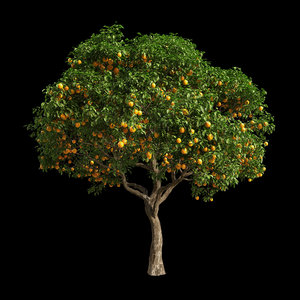 tree orange 3D