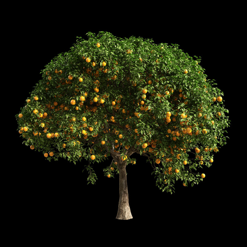 Free 3D fruit tree orange model - TurboSquid 1336948