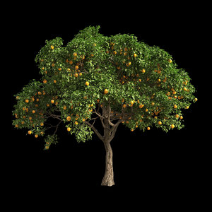 fruit tree orange 3D model