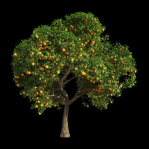 3D fruit tree orange