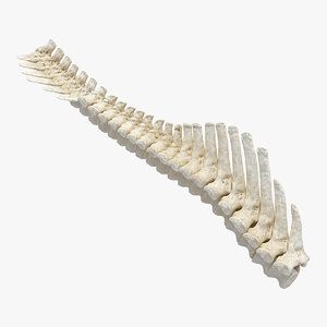 3D animal spine vertebrae bones