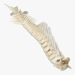 animal spine vertebrae bones 3D model