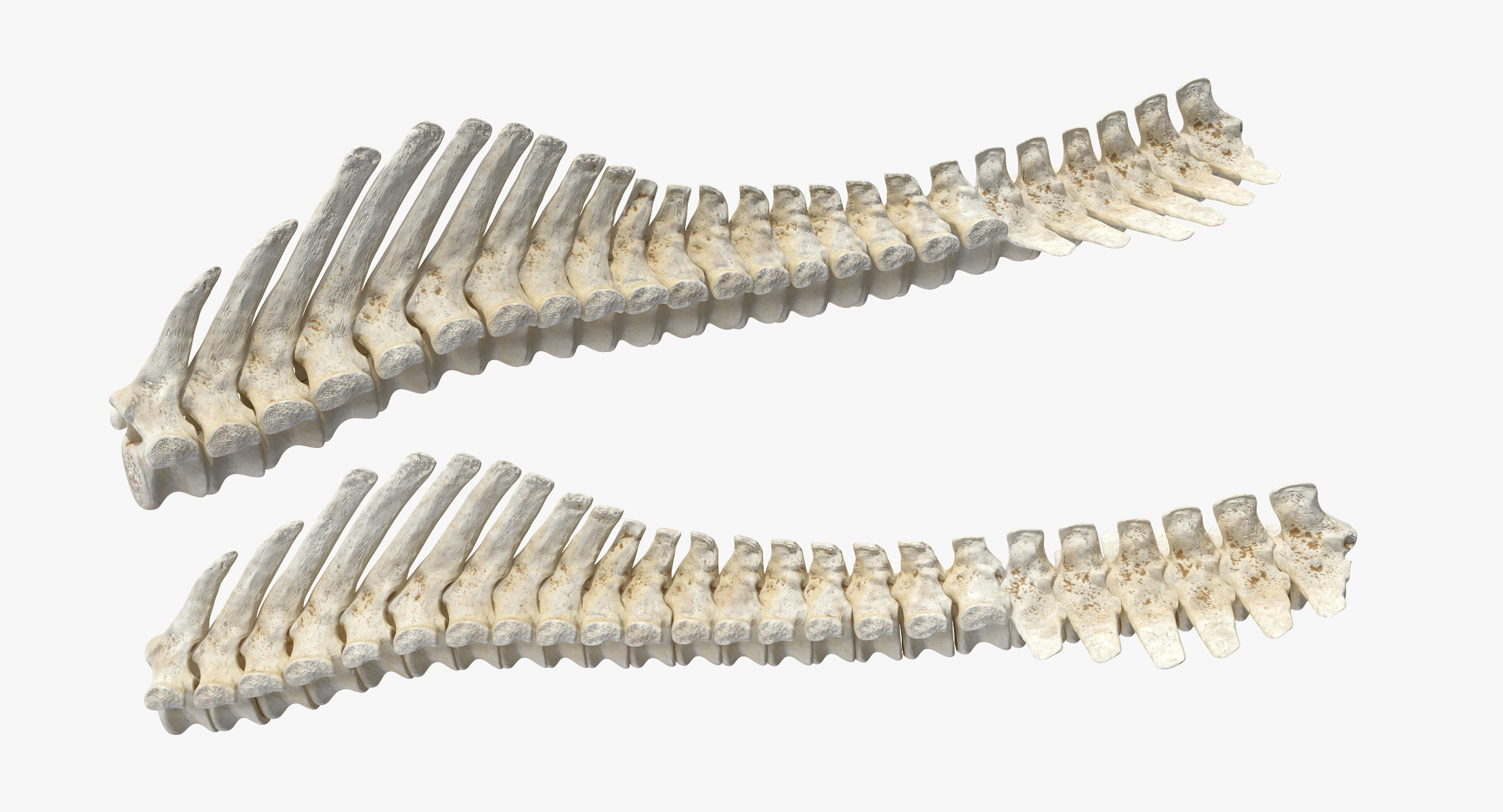 3D animal spine vertebrae bones - TurboSquid 1337200