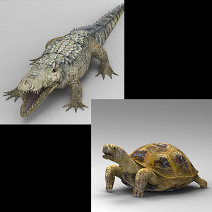 turtle alligator 3D