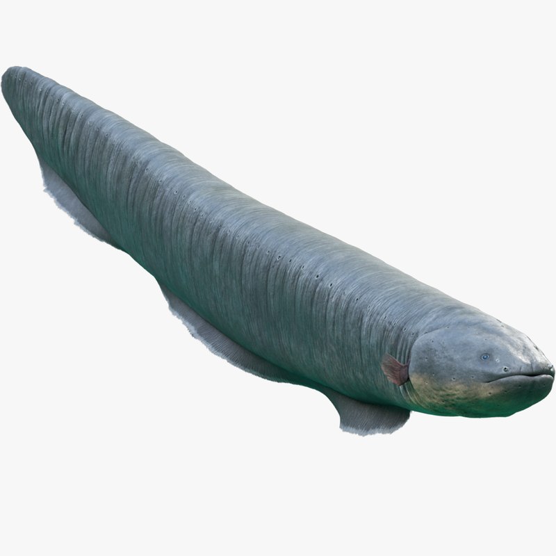 Electrophorus electricus 3D model - TurboSquid 1337101