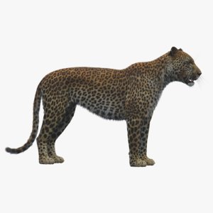 3D leopard