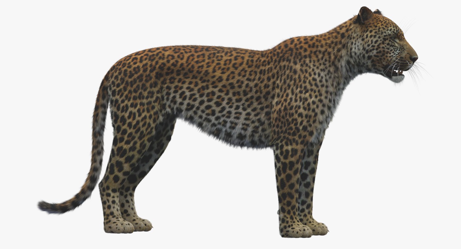 3D Leopard - TurboSquid 1337244