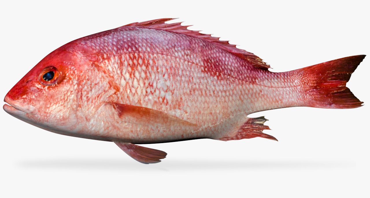 Red Snapper рыба Иран. Красный нитепёрый снэппер. Red Snapper Сейшелы. Синий СНЕППЕР Рокс.