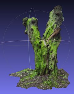 3D moss tree photogrammetry scan