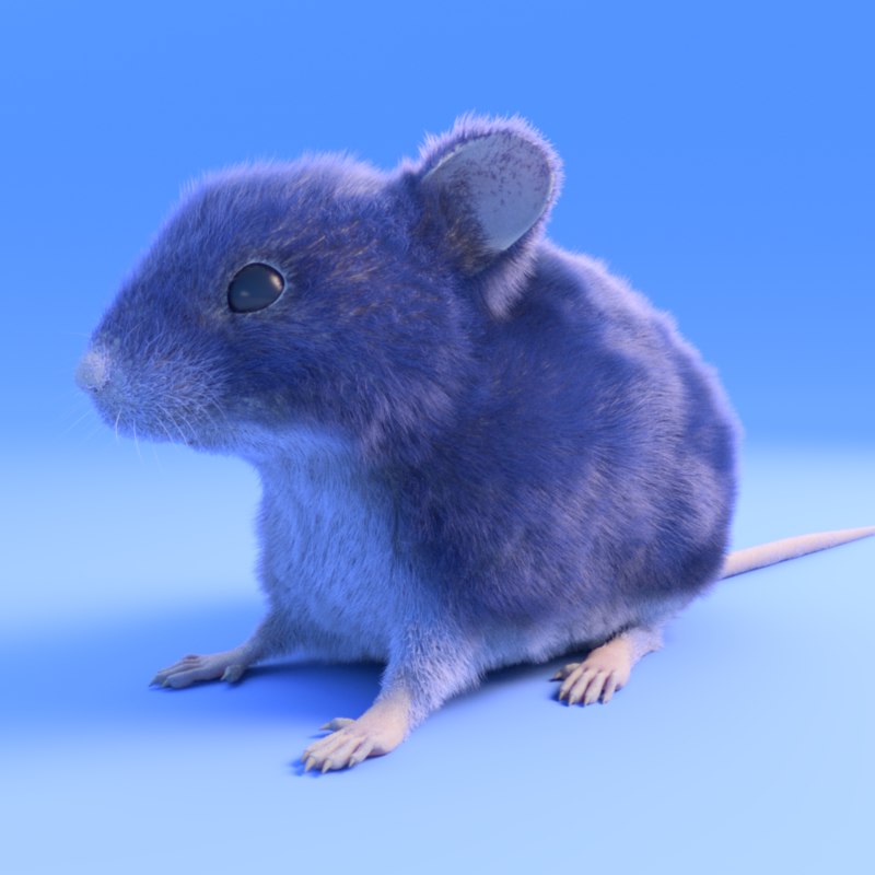 realistic mouse toy