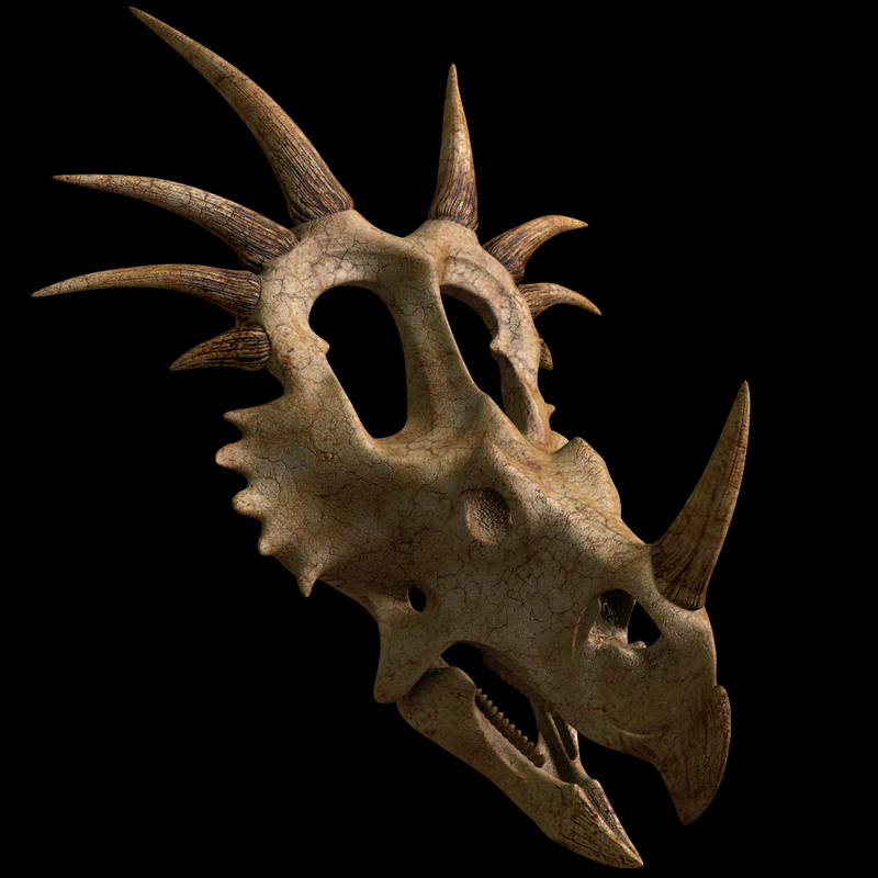 styracosaurus skeleton