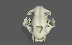 3D model cat skull