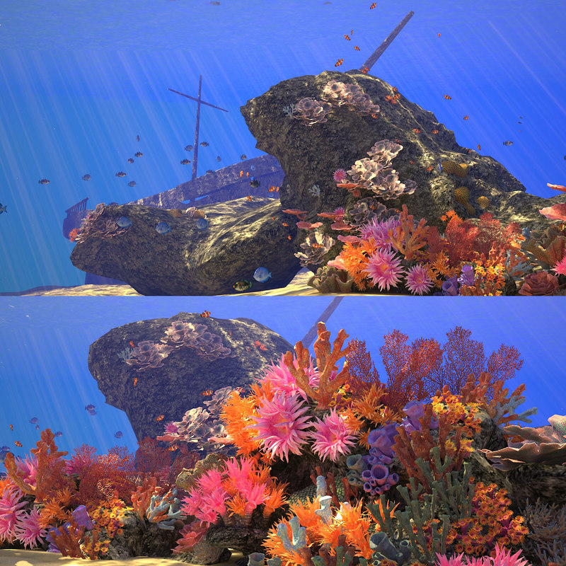3D coral reef animation - TurboSquid 1338359