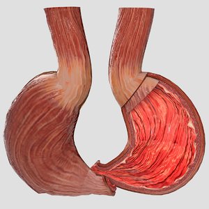 gastric anatomy layers 3D model