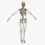 anatomy 3D model