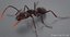 realistic black ant real model