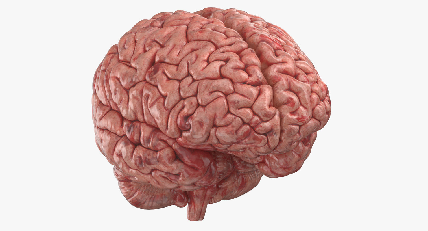 3D model human brain TurboSquid 1339425