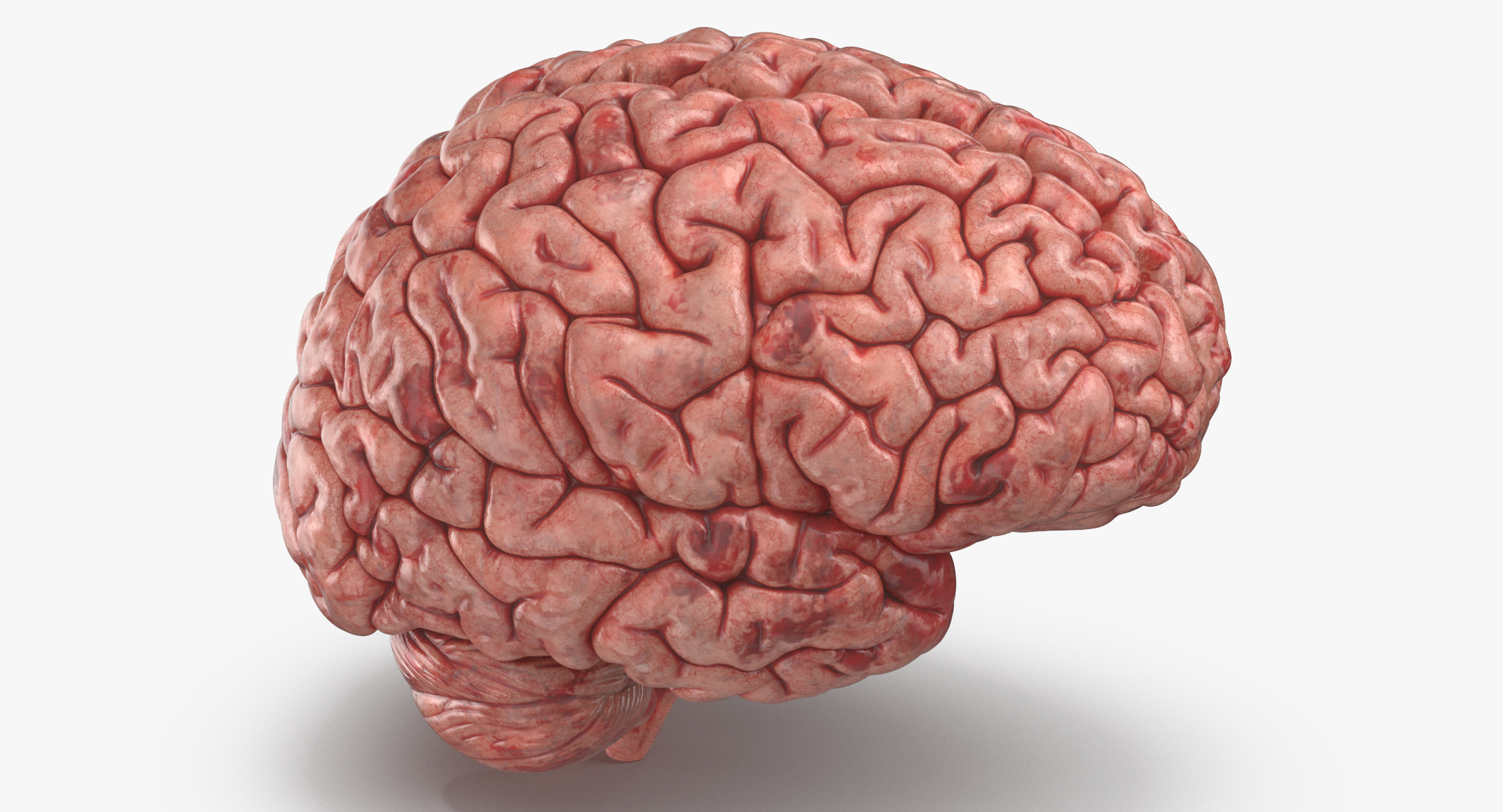 3D model human brain TurboSquid 1339425