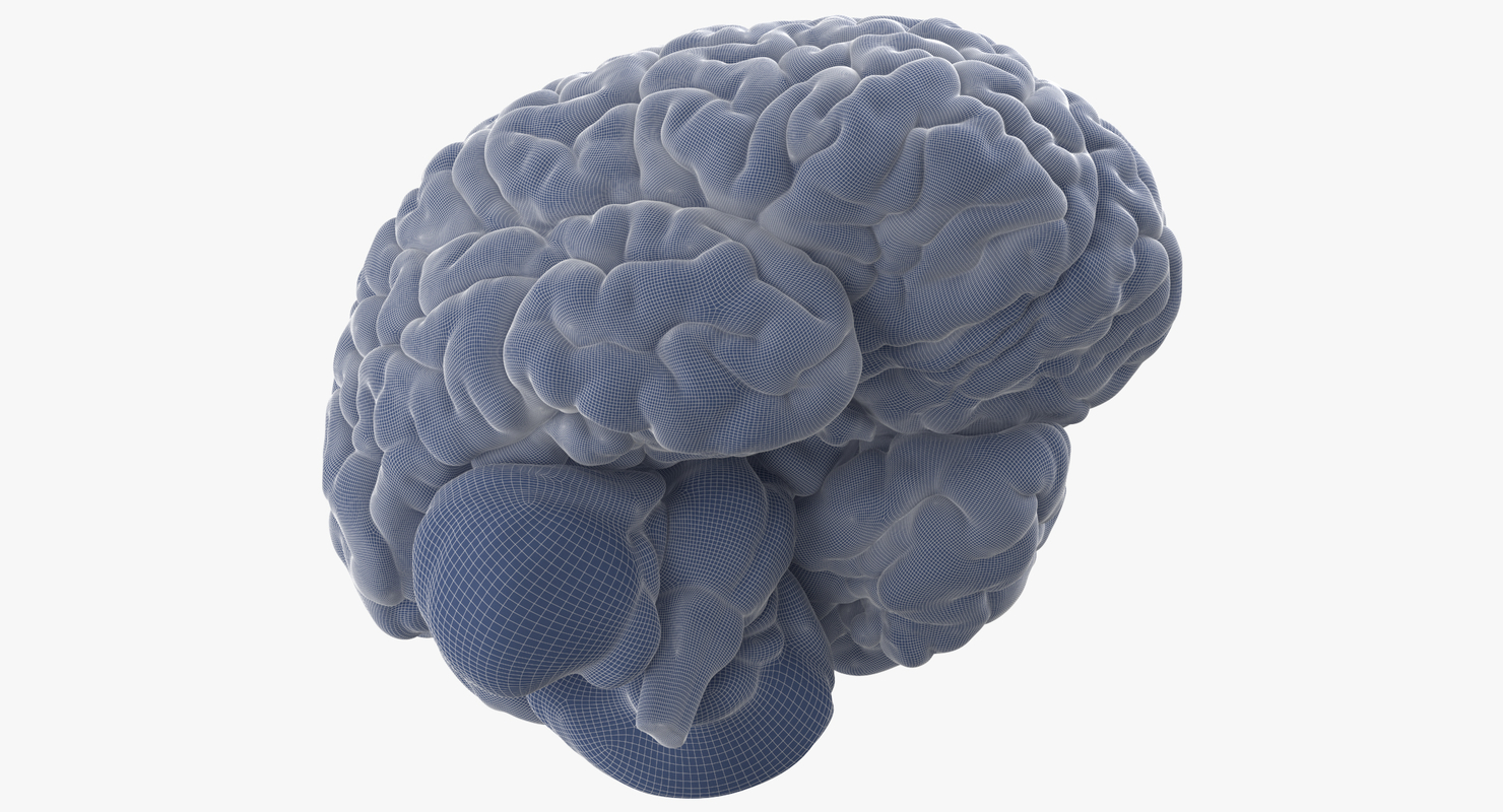 modelo 3d Cerebro humano - TurboSquid 1339425