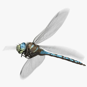 3D dragonfly paddle-tailed darner animation flying model