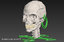 ortho skull v-ray orthodontics model