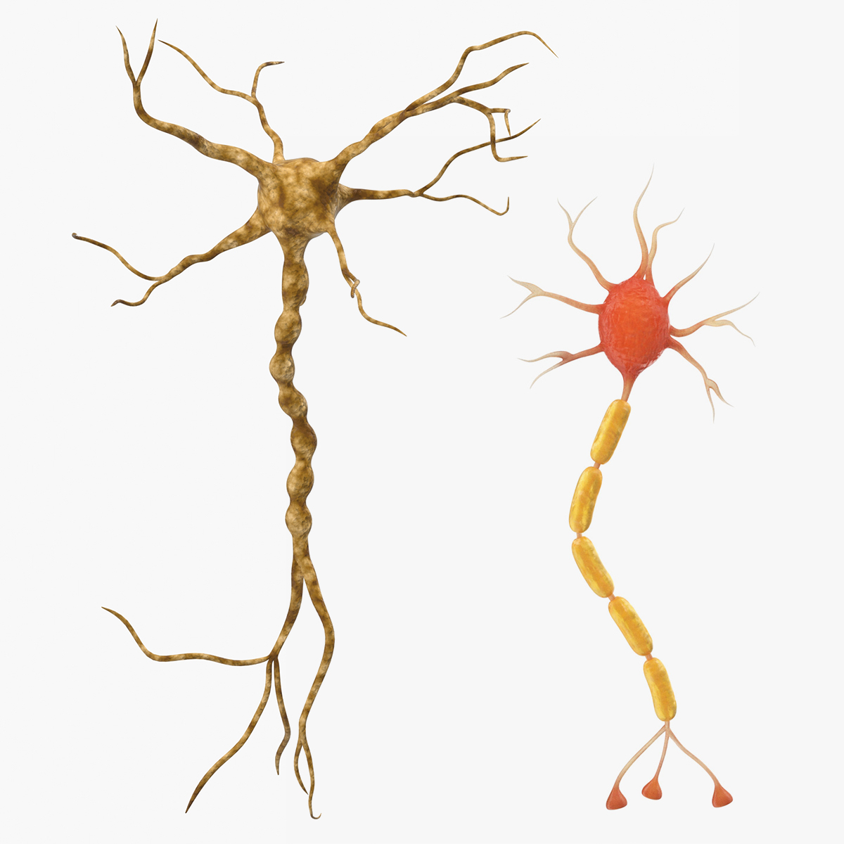 Neuron nerve cell 3D model - TurboSquid 1340192