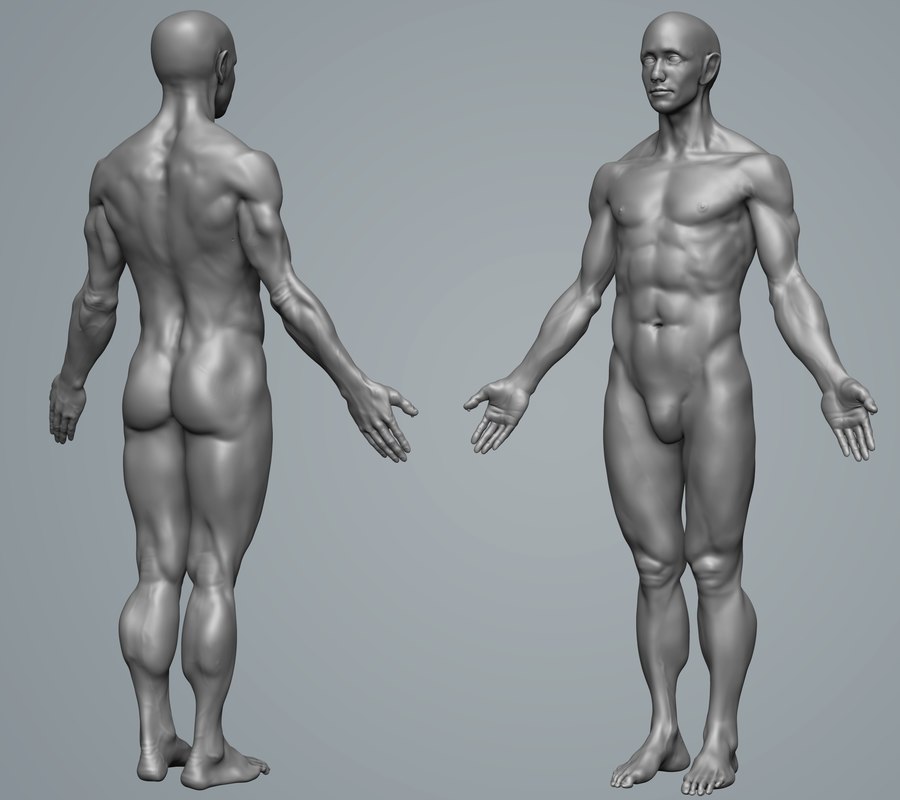 Anatomy Male 3d Turbosquid