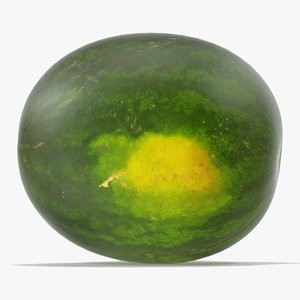 watermelon v-ray 3D