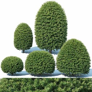 taxus baccata topiary 3D
