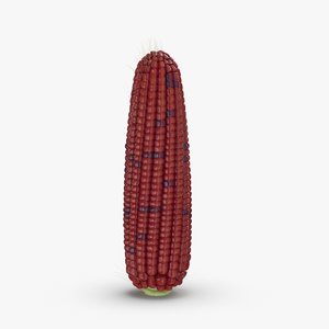 ears-of-corn---02-cv4 3D